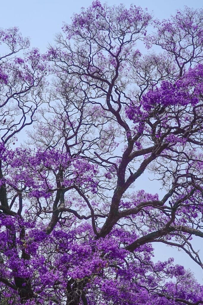 A beautiful jacaranda tree in full bloom against a clear blue sky, showcasing vibrant purple flowers.