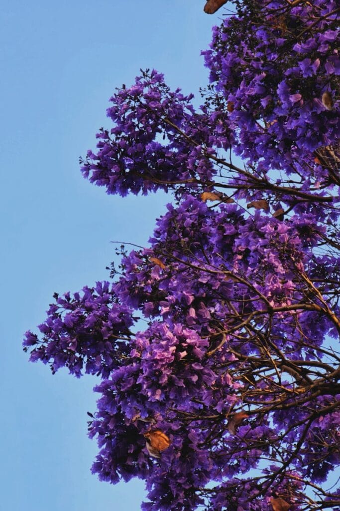 Vibrant purple jacaranda flowers bloom against a clear blue sky in Puebla, Mexico.