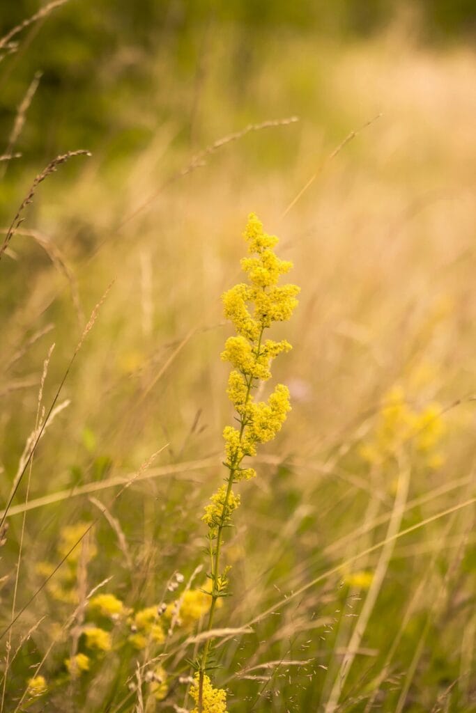 A vibrant yellow wildflower stands tall amidst sunlit grass, capturing summer's essence.
